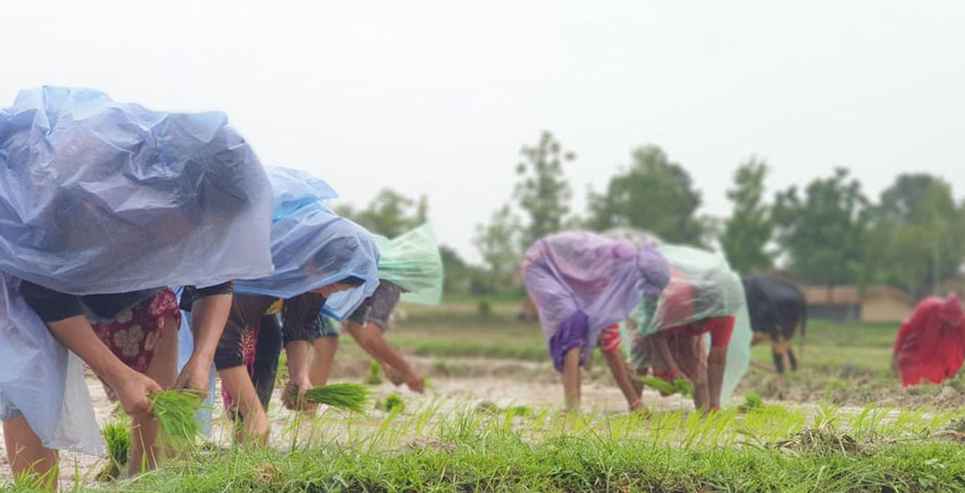 धान दिवसमा कर्णालीमा सार्वजनिक बिदा, ५० प्रतिशत रोपाइँ सकियो